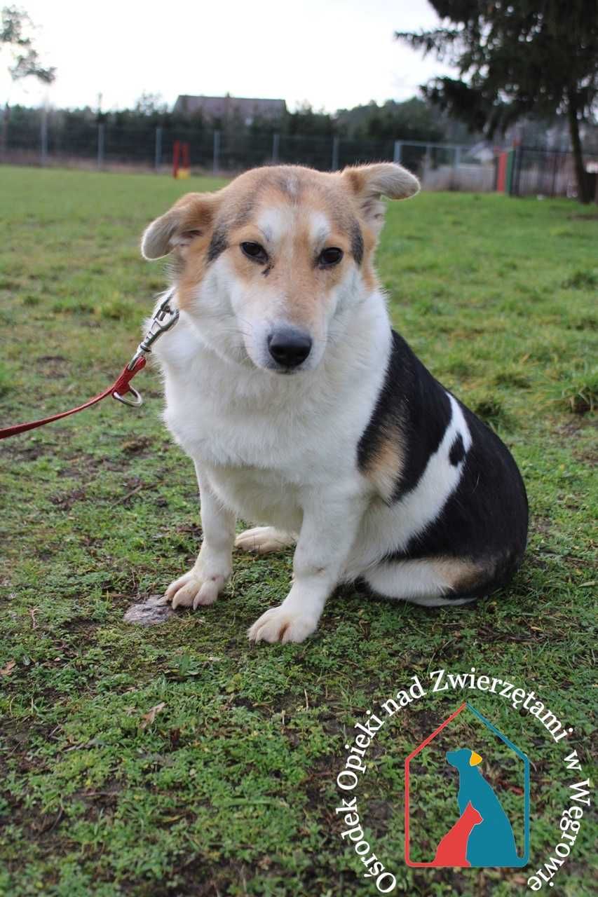 Śliczny, łagodny piesek, który bardzo kocha ludzi ADOPTUJ