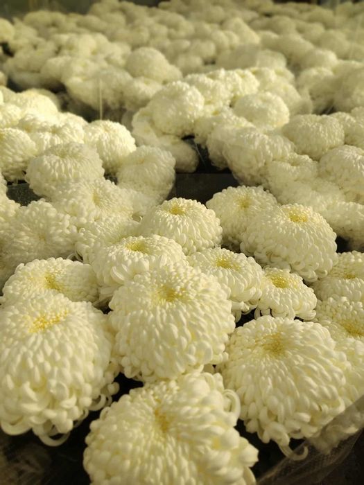 Chryzantema wielkokwiatowa