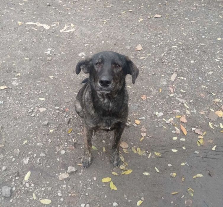 Замечена собака ДД, Зап-Левое