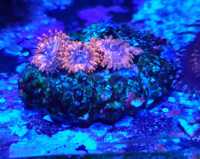 Koralowiec, zoanthus utter chaos,morskie