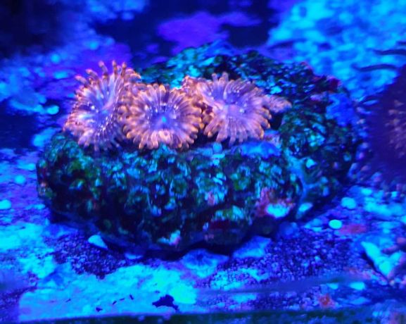 Koralowiec, zoanthus utter chaos,morskie