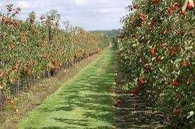 Діючий бізнес - сади яблунь, груш, лохини