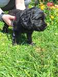 Oddam szczeniaki po matce typu cocer spaniel