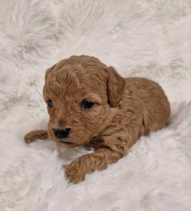 Bichpoo Poochon Bichon Frise Pudel Toy jak Maltipoo suczka czerwona