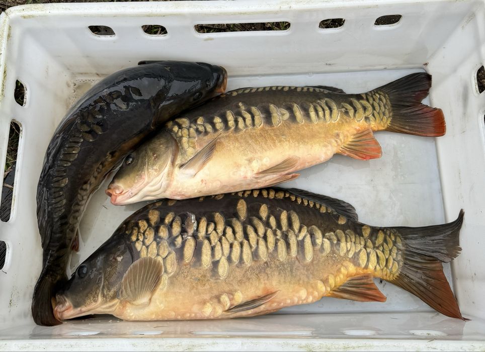 Karp żywy w sprzedaży