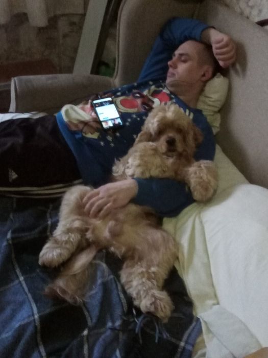 Продам Американского кокер спаниеля