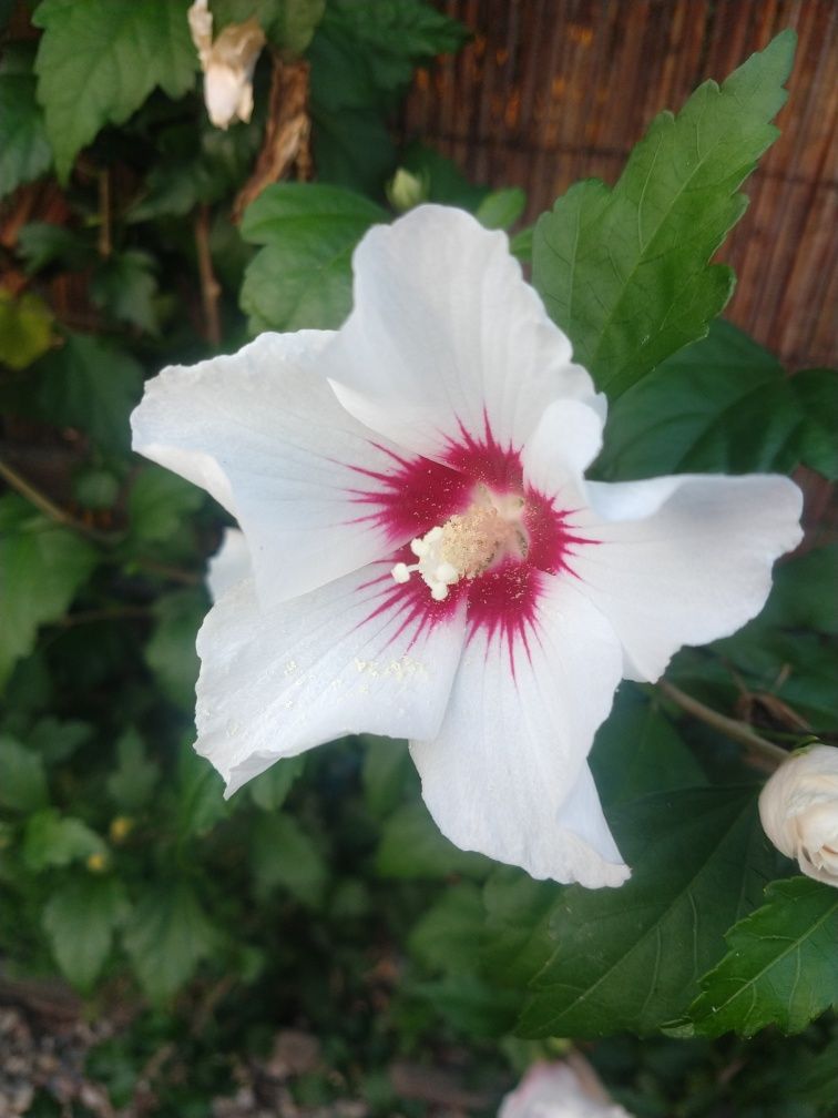 Nasiona hibiskusa