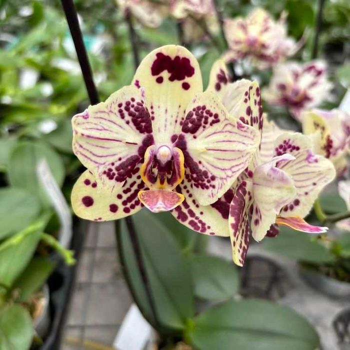 Орхідея фаленопсис Phal. OX Sponge Bob метелик