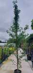 Ambrowiec amerykański 'Slender Silhouette' / Liquidambar styraciflua