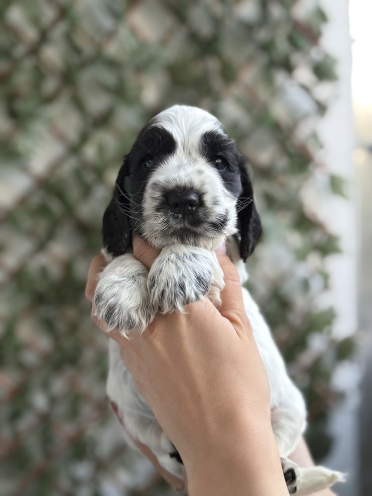 Cocker spaniel angielski (suczka) ZKwP/FCI