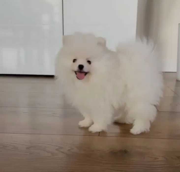 Puszysta suczka szpic miniaturowy POMERANIAN