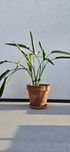 Strelitzia reginae Strelicja królewska rajski ptak około 100cm