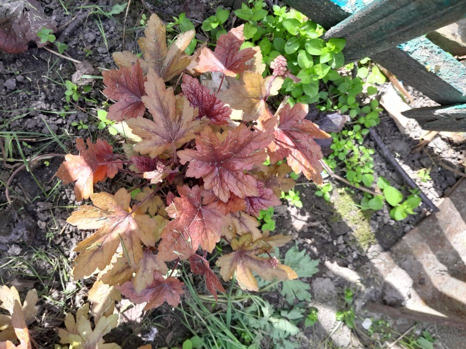 Гейхери со своего сада