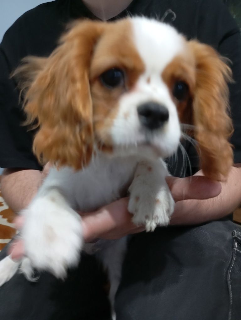 Cavalier King Charles Spaniel FCI