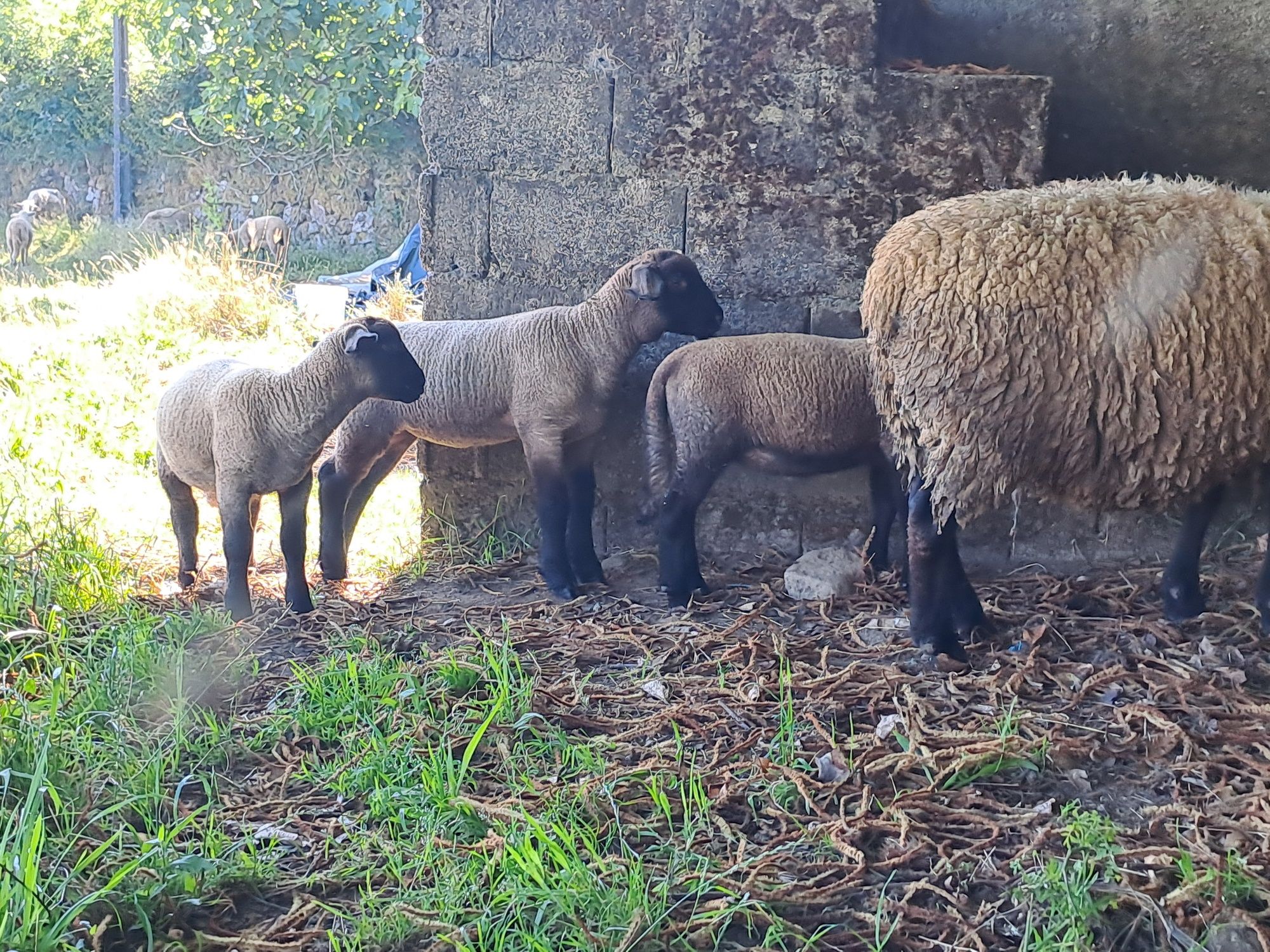 Casal Suffolk puros