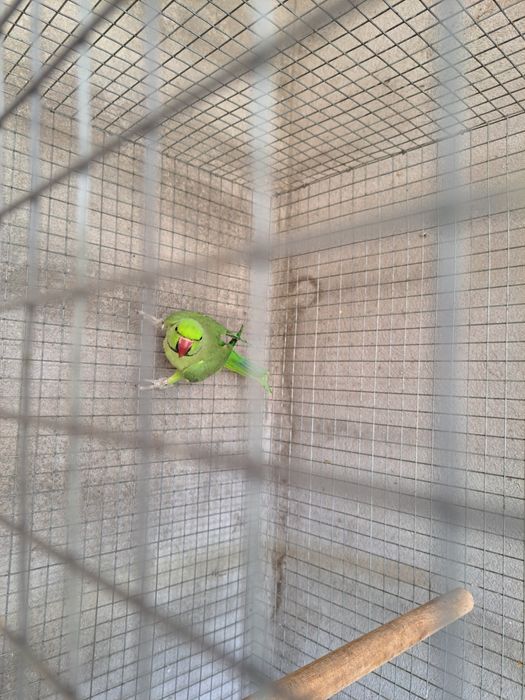 Macho Ring Neck verde