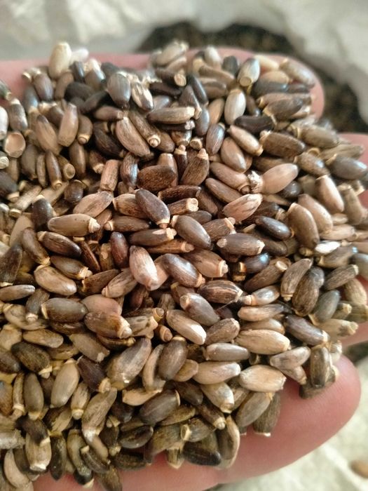 Sprzedam olej z ostropestu z pierwszego tłoczenia