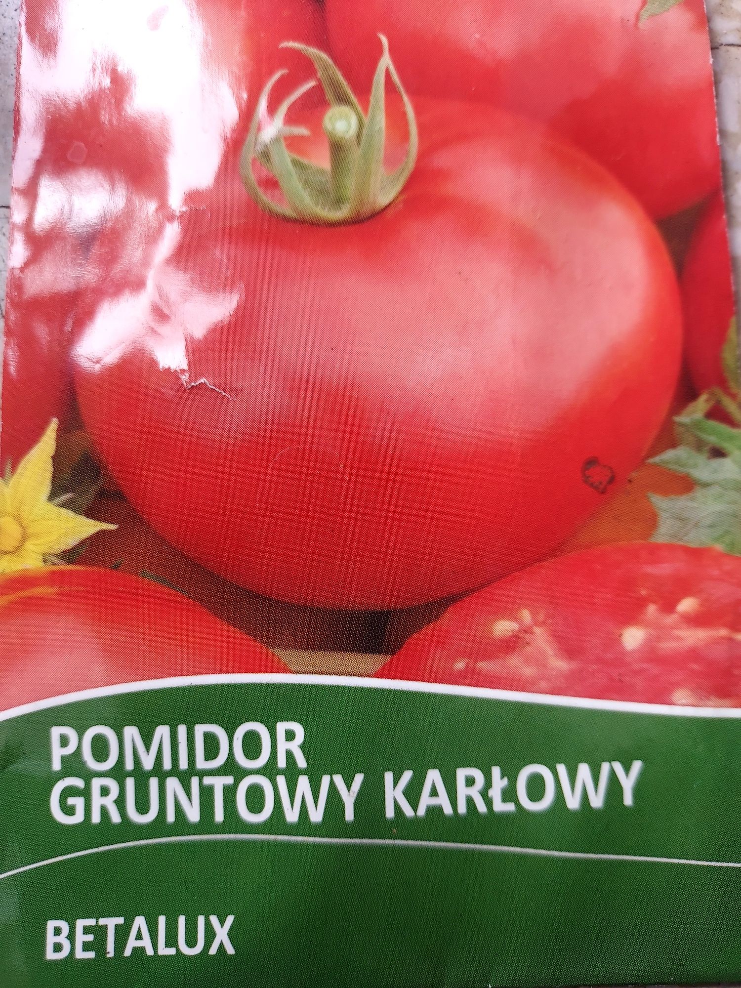 Pomidor sadzonki