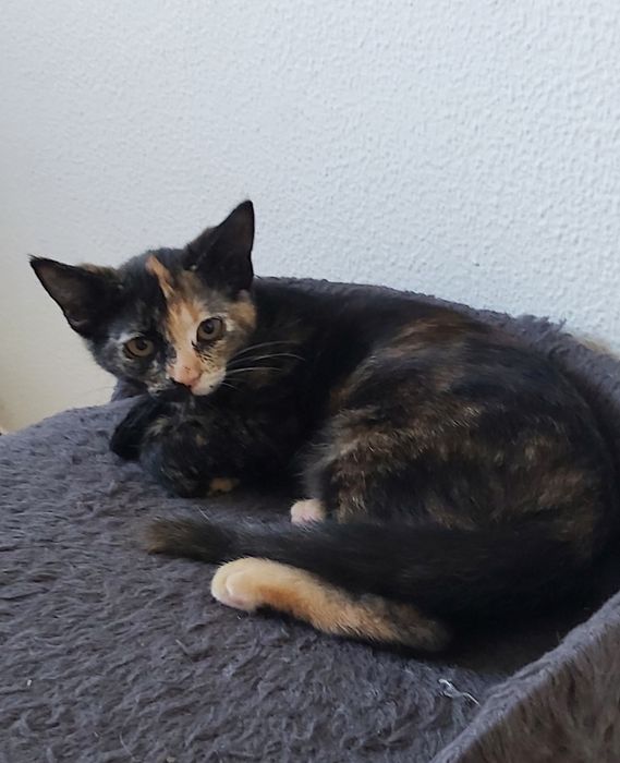 Gatinha para adoção
