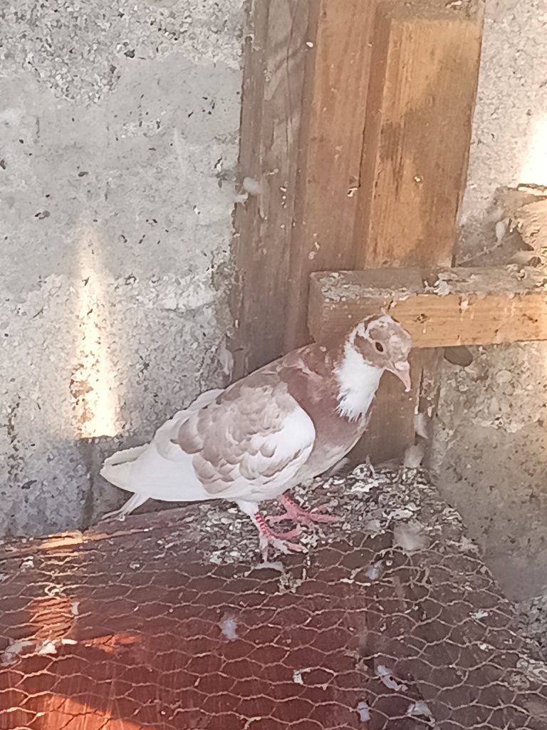 Kumru samczyki turkoty arabskie