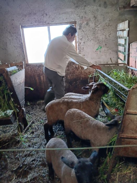 Animais super saudáveis, de genética pura