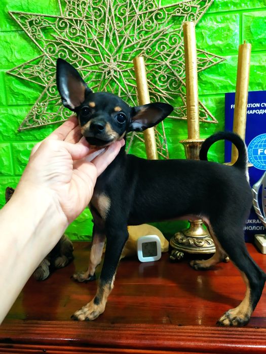 Перспективная девочка, эксклюзив!От двухЧемпионов! Док.КСУ,чип,привита