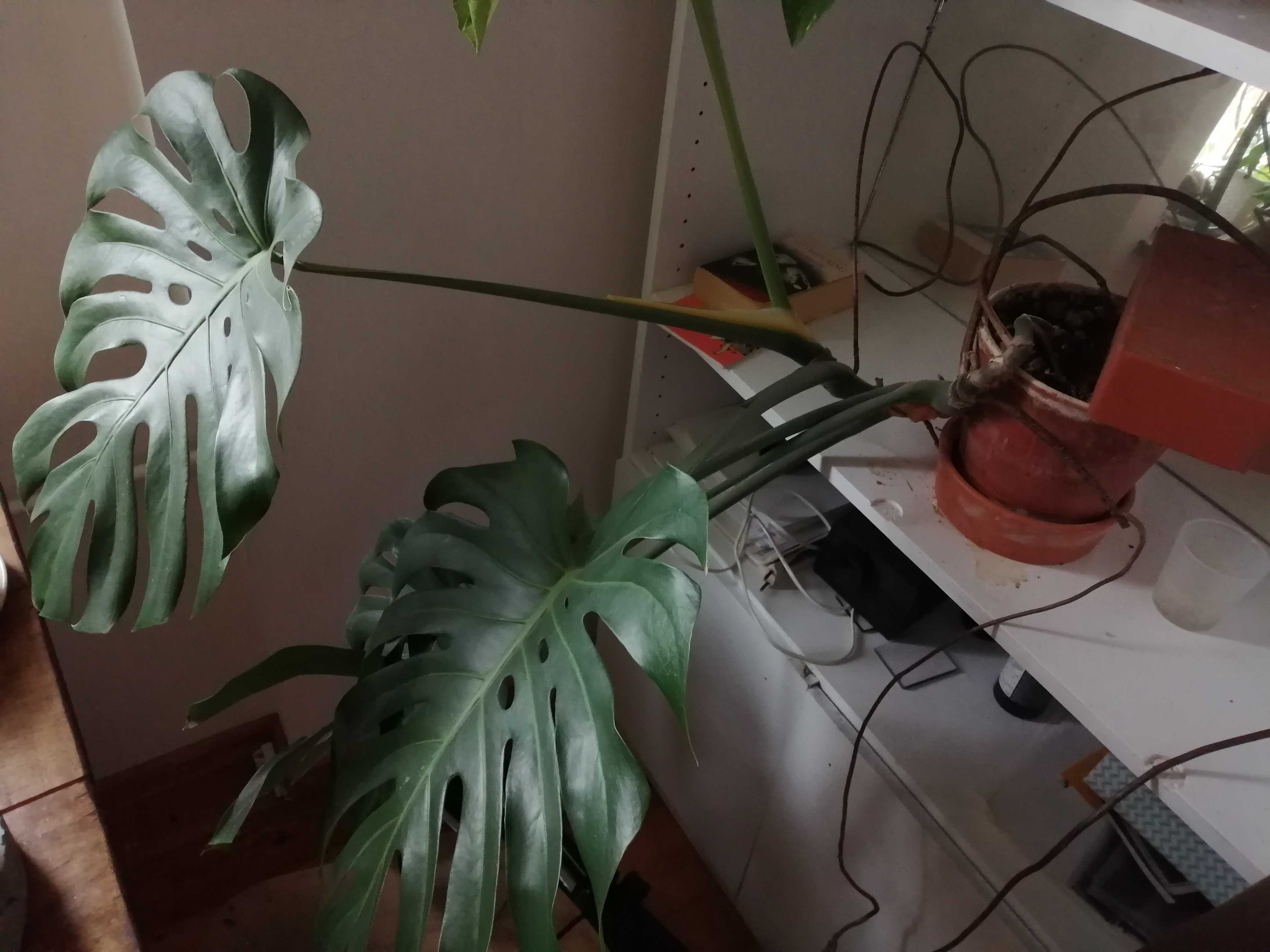 Monstera - roślina kilkuletnia