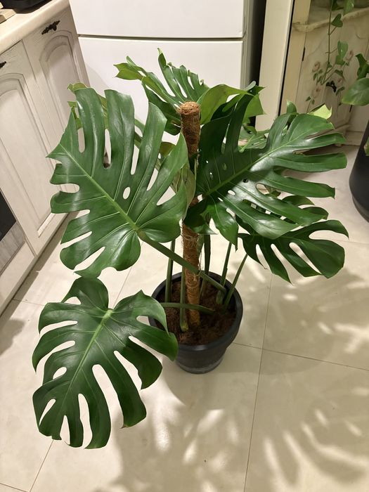 Monstera Big Form XXXL na paliku Ogromne Liście