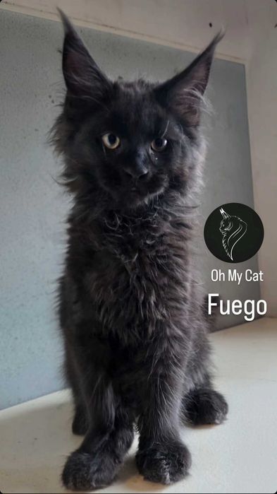 Piękny kocurek maine coon