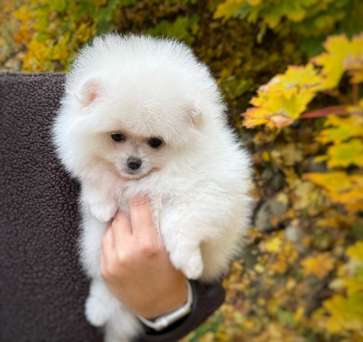Pomeranian szpic miniaturowy Suczka Zkwp FCI MIŚ Gotowa do zmiany domu