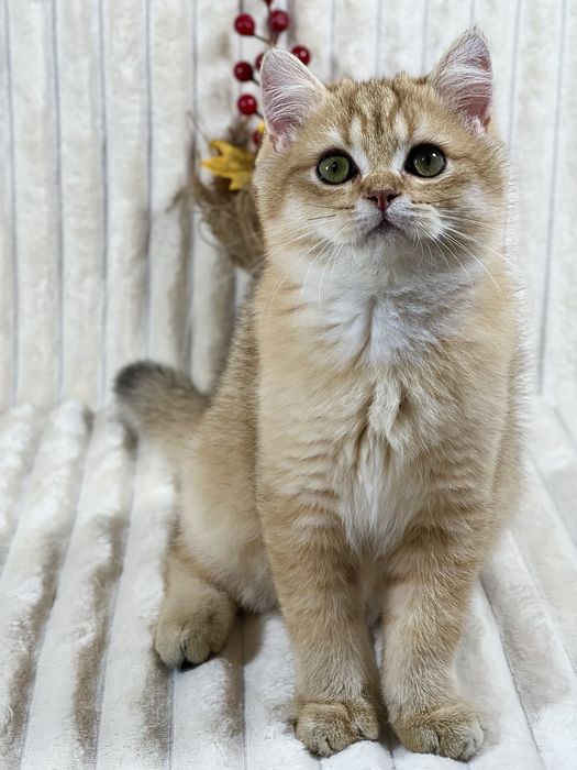 Чудове клубне кошеня золота шиншила