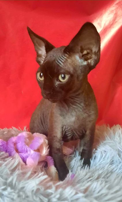 Kocurek Devon Rex