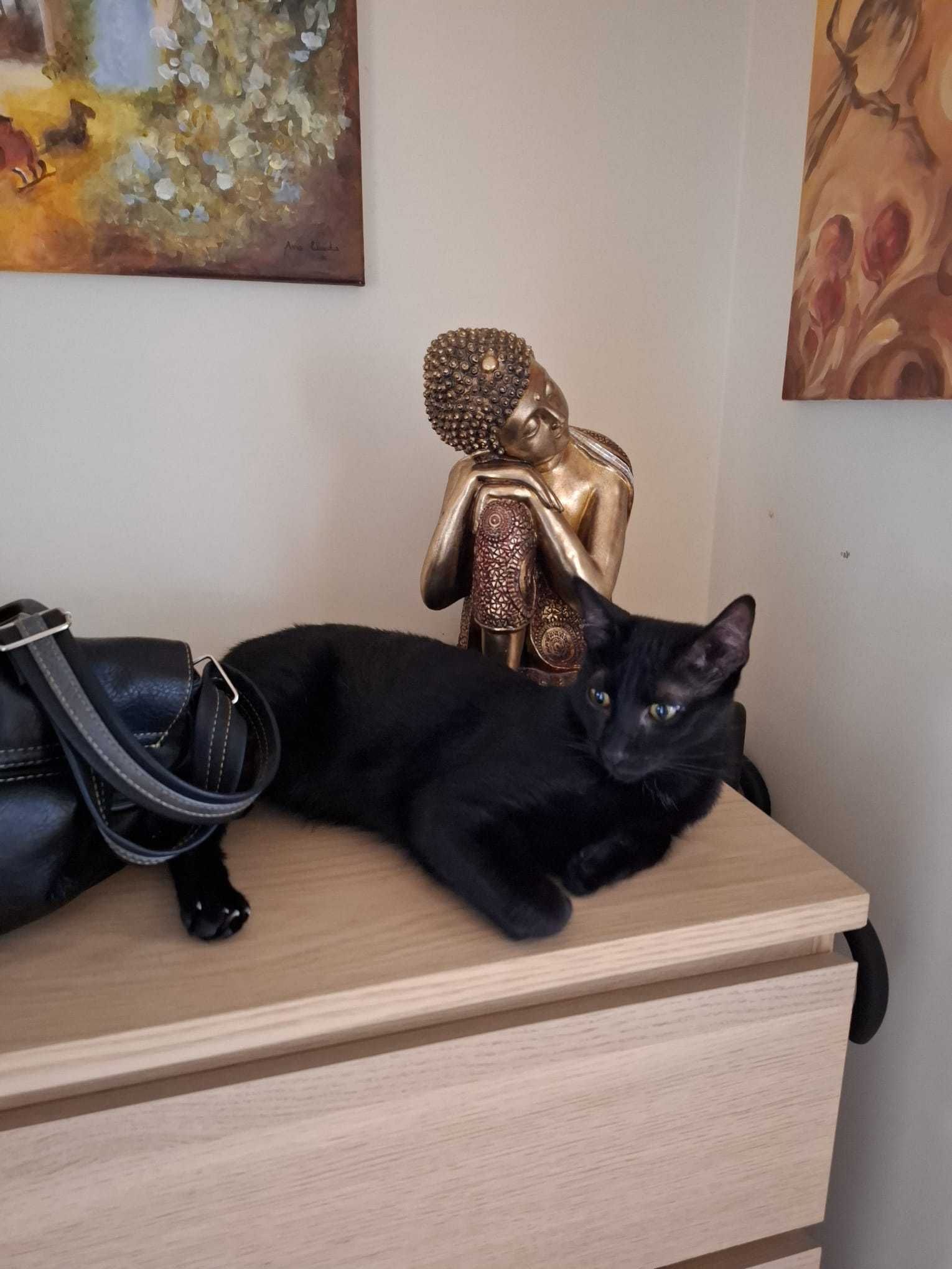 Gato e gata para adoção consciente