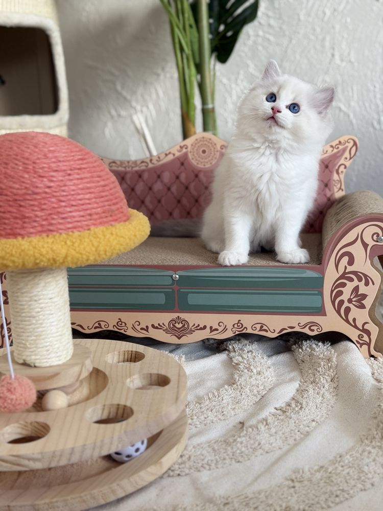 Chlopiec Ragdoll rodowod Fpl