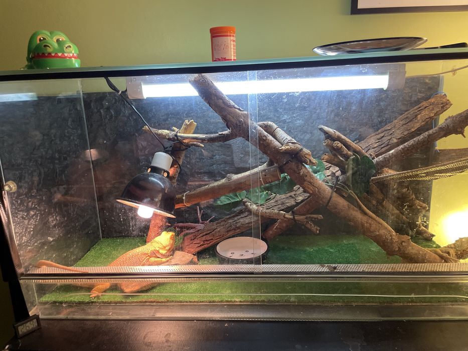 Agama Brodata z kompletnym terrarium 3 lata