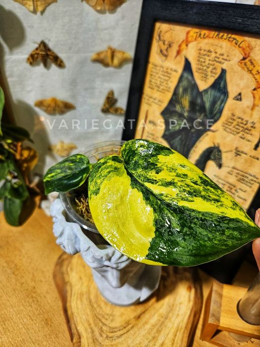 Scindapsus Jade Satin variegata scyndapsus