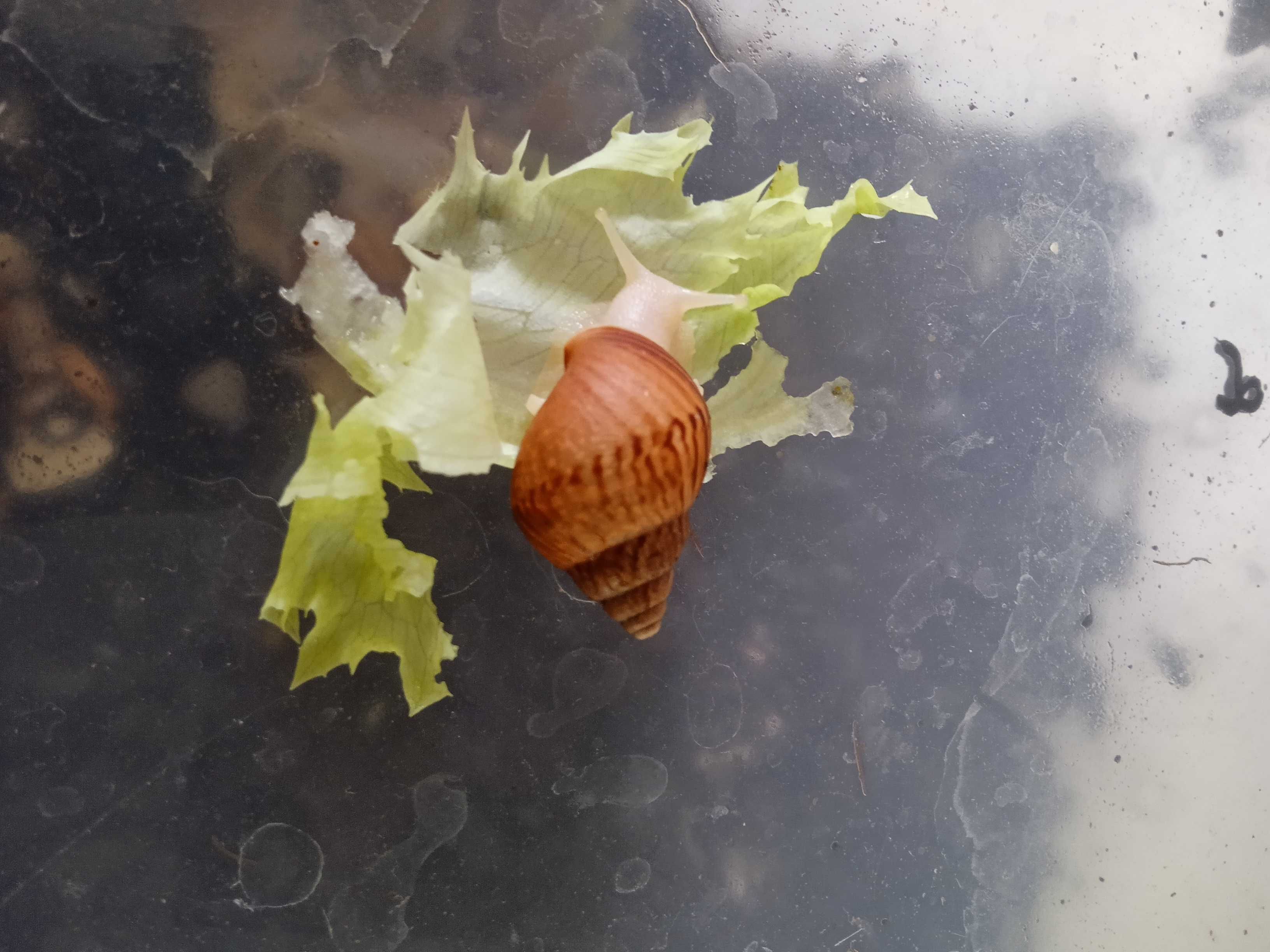 Ślimaki Achatina