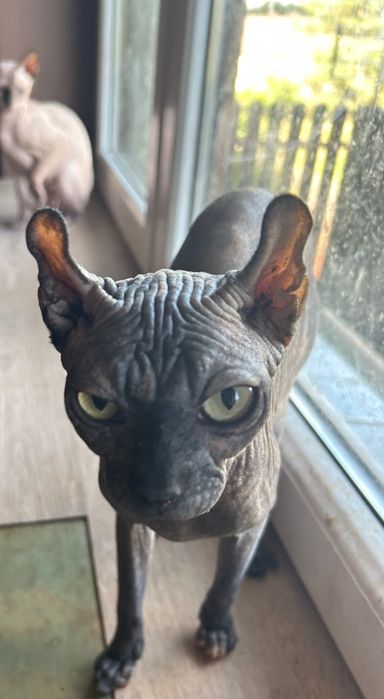 Sfinksi kotka pohodowlana 2,5letnia