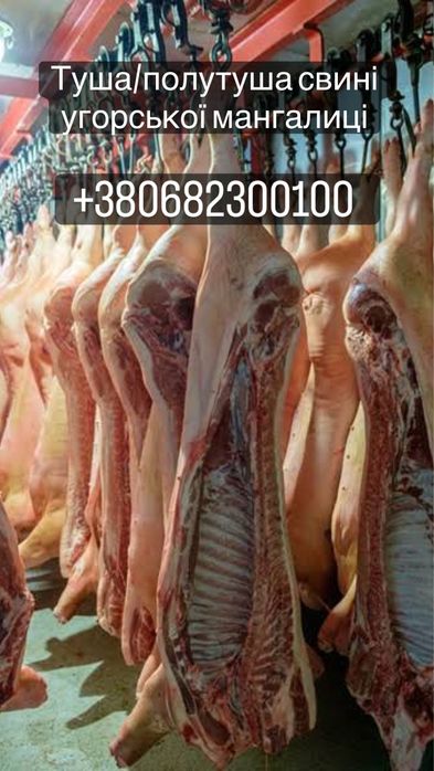 Полутуши / туша свинина мангалица свинья