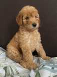 Goldendoodle F1B - Suczka (Badania genetyczne)