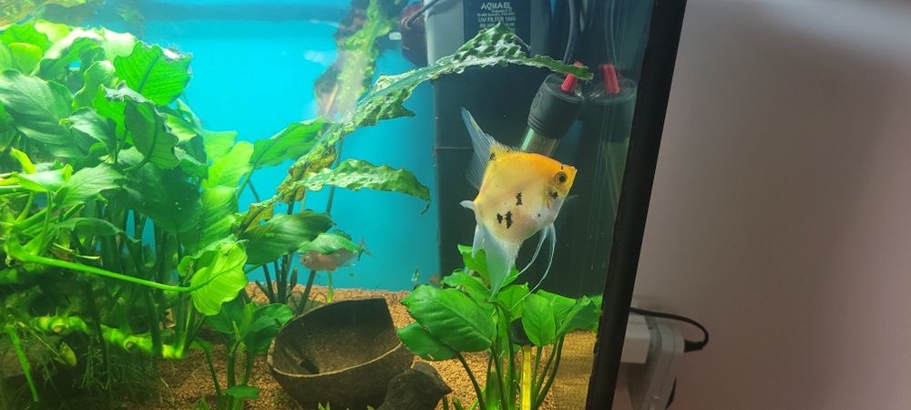 Akwarium prostokątne 112l