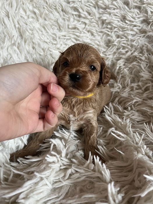 Piesek cockapoo mama cocker spaniel tata pudel toy badania genetyczne
