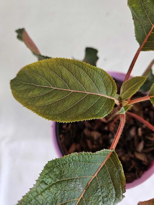 Hortensja bukietowa Hot Chocolate 35cm C2 – krzew ozdobny