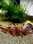 Krewetki Bloody Mary Neocaridina Czerwone