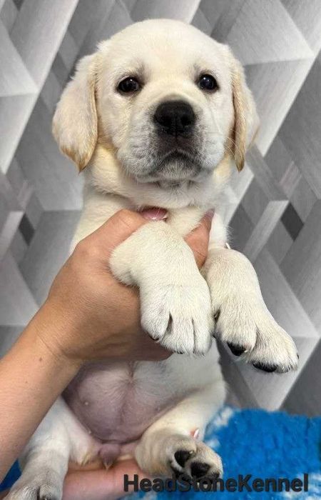 Щенки Лабрадора ретривера