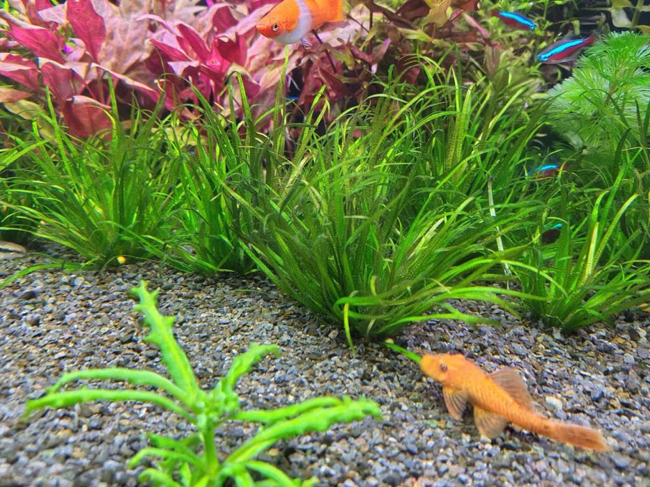 sprzedam Blyxa japonica 20 szt