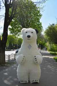 Білий ведмедик у Луцьку та Ковелі, ведмідь Луцьк, привітання Луцьк