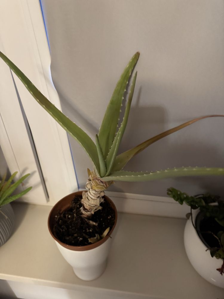 Zamienię - Duży aloes Aloe Vera + 2 szczepy  sadzonek do rozsady
