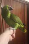 Amazona auropallita