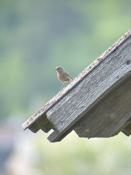 Телескоп підзорна труба Celestron Ultima 100 22x66-100 mm